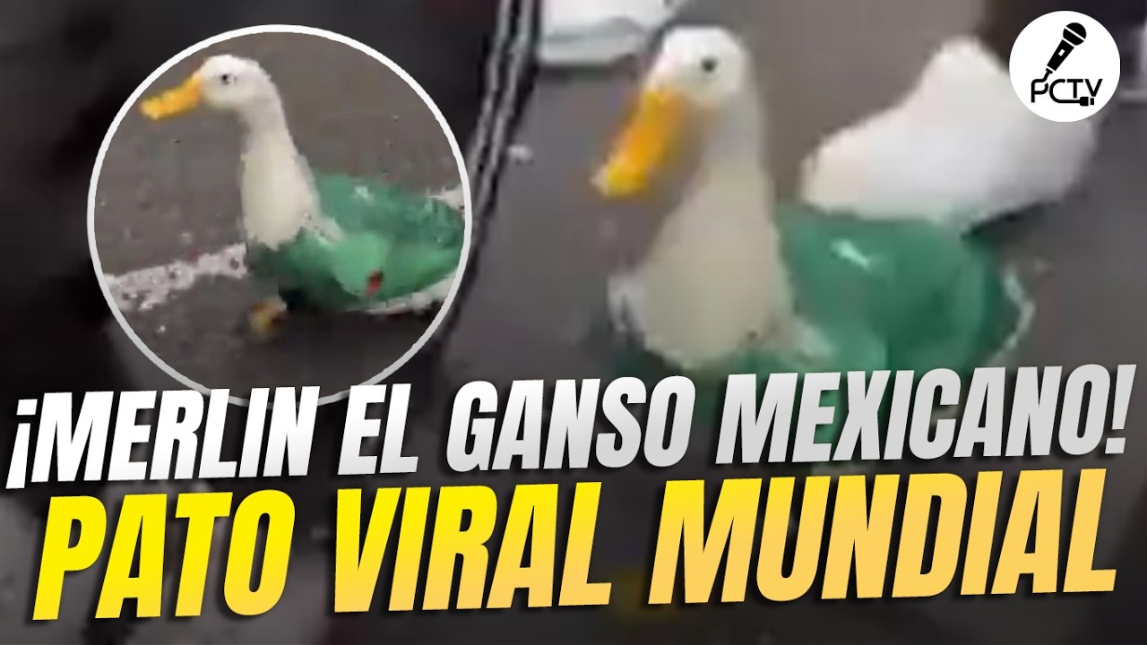 🦆 EL &ldquo;PATO MUNDIALISTA&rdquo; MERL&Iacute;N: la MASCOTA VIRAL del MUNDIAL 2026 ⚽🇲🇽🔥GANSO MEXICANO ROBA el SHOW