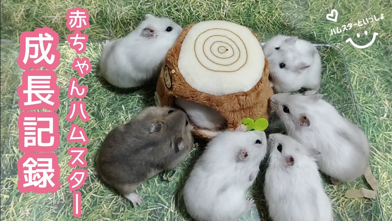 【成長記録】７匹の可愛いジャンガリアンハムスターの赤ちゃん