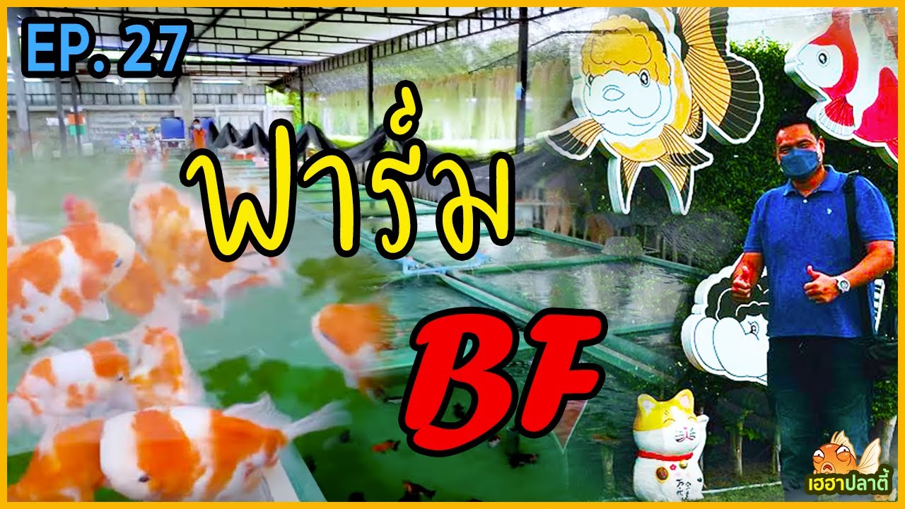 ฟาร์มปลาทอง BF คุณภาพ และบริการที่เหนือกว่า พร้อมโปรฯ สุดคุ้ม! ซื้อ 1 แถมอีก 1! | EP.27 | 24 ก.ค. 65