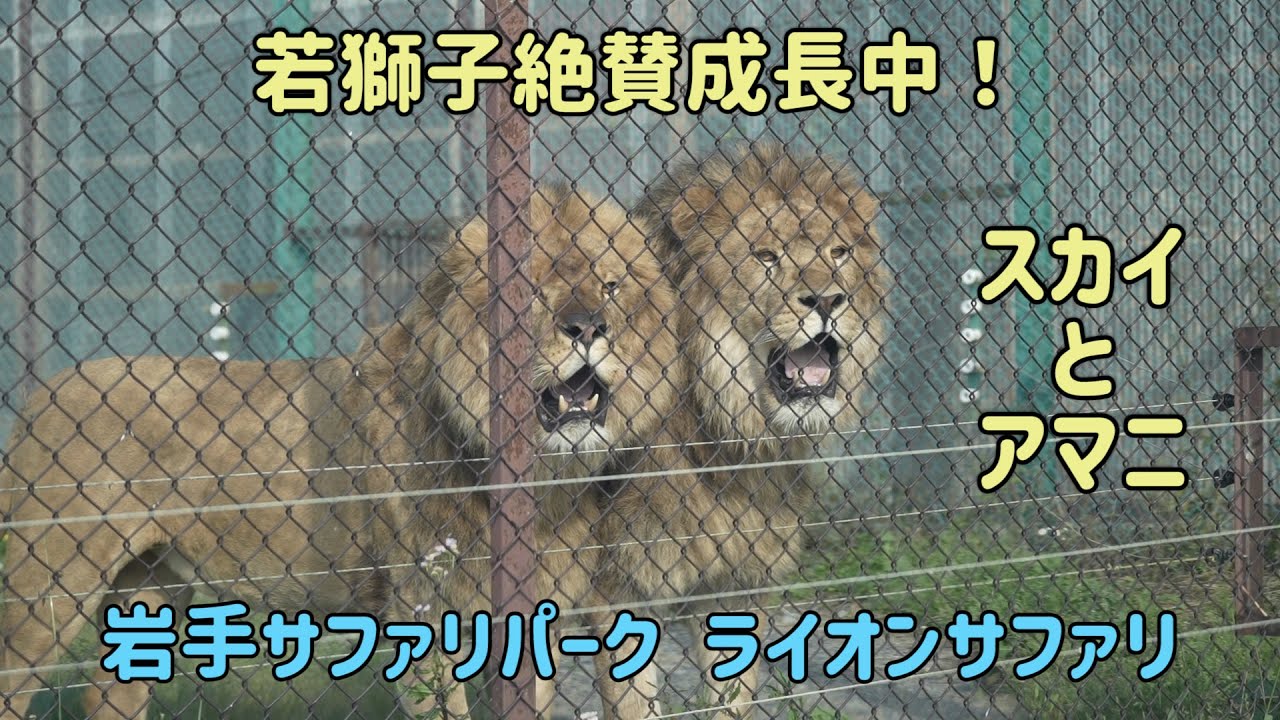 岩手サファリパーク　スカイとアマニ　若獅子絶賛成長中　ライオン　Lion