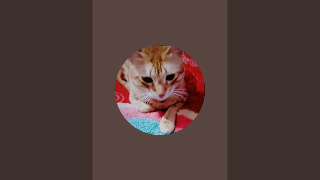 @mecat_cookie is live