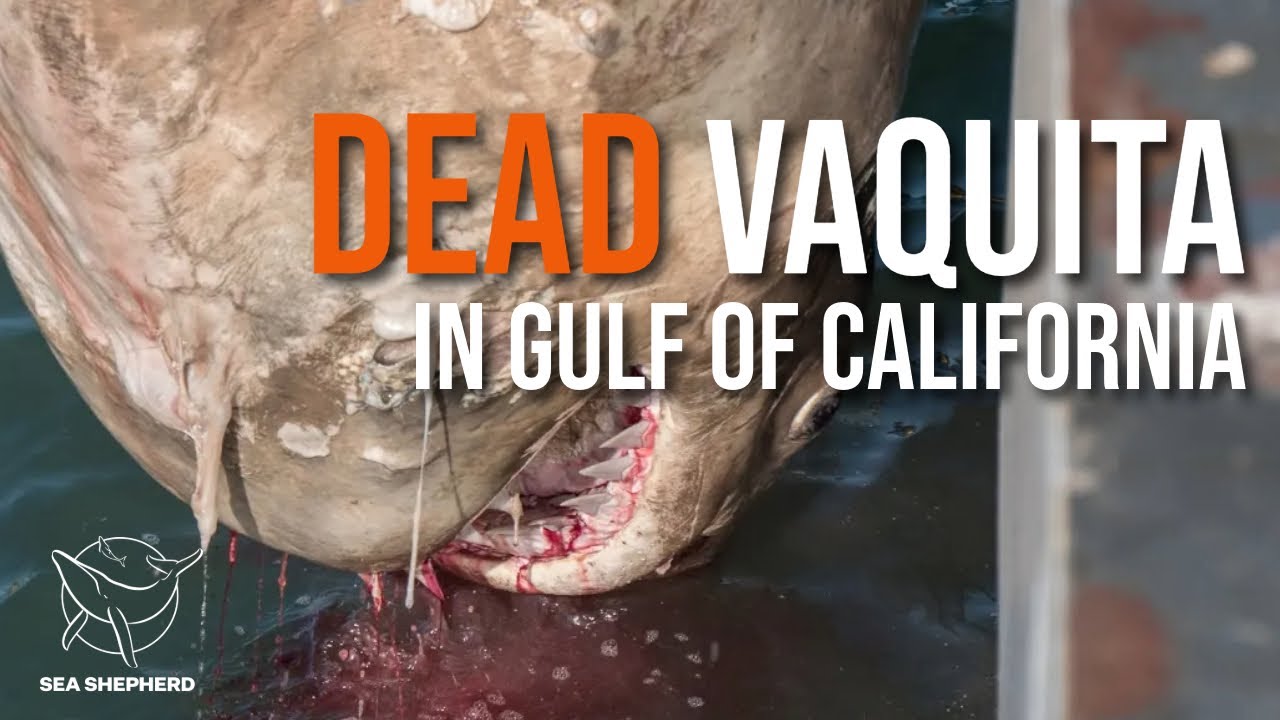 Dead sample of the most endangered marine mammal in the world found by Sea Shepherd