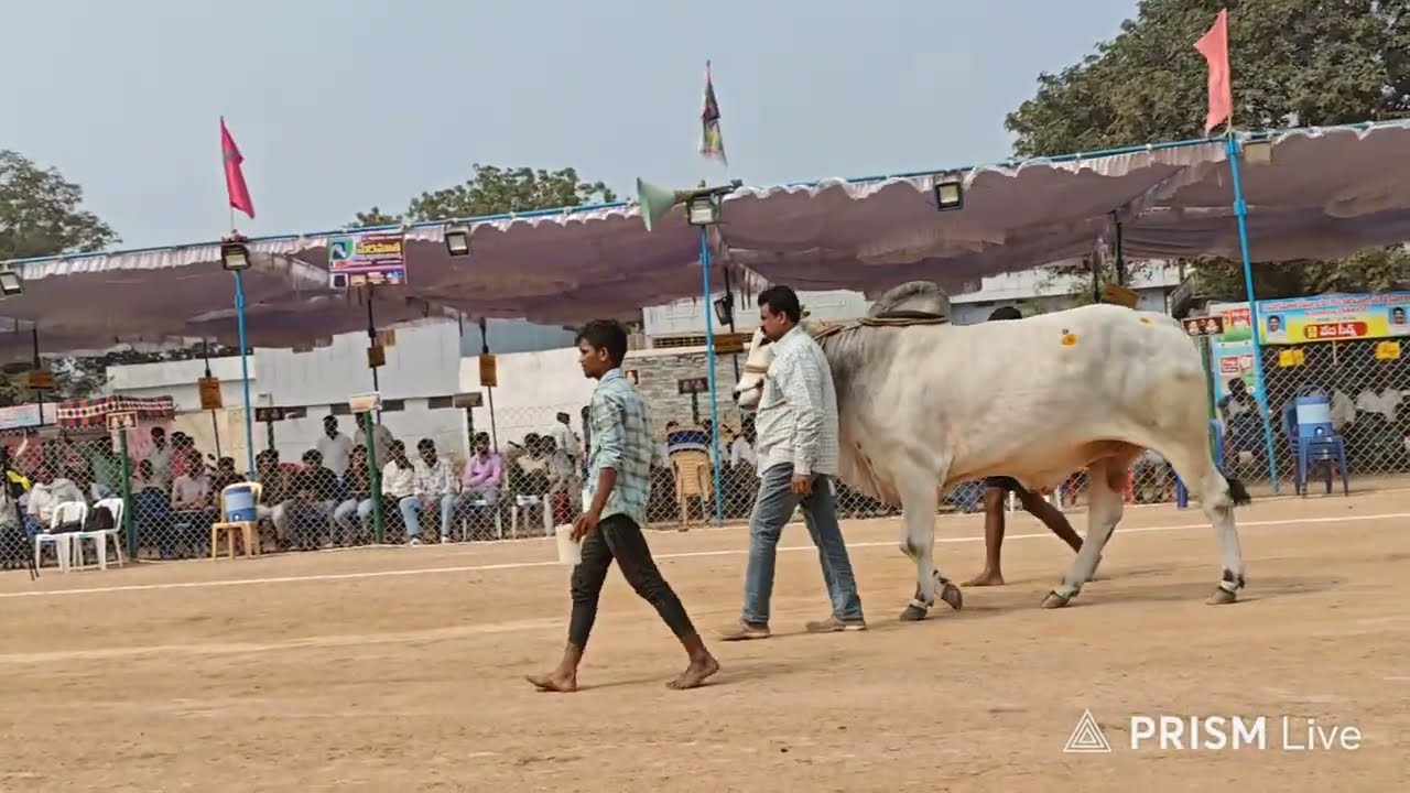 రెంటచింతల సబ్ జూనియర్స్ 3వ RK BULLS ( వీర సింహ 💥 డాన్ ) వేటపాలెం గ్రామం బాపట్ల జిల్లా..