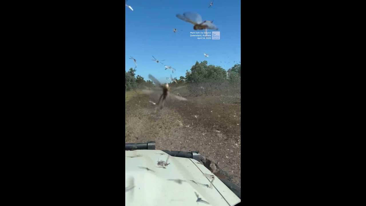 Thousands of Locusts Hit Queensland