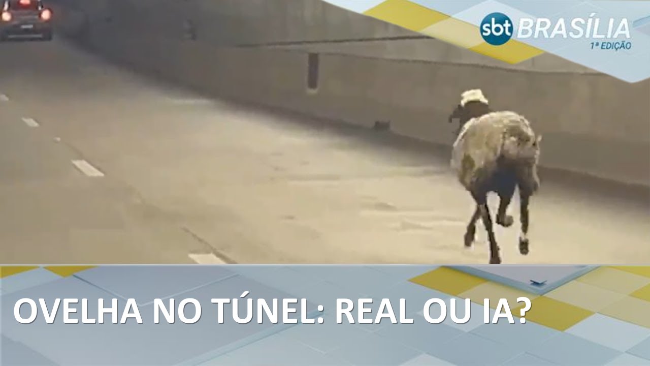 Flagra de ovelha correndo no T&uacute;nel Rei Pel&eacute; viraliza nas redes sociais | SBT Bras&iacute;lia 1&ordf; Edi&ccedil;&atilde;o