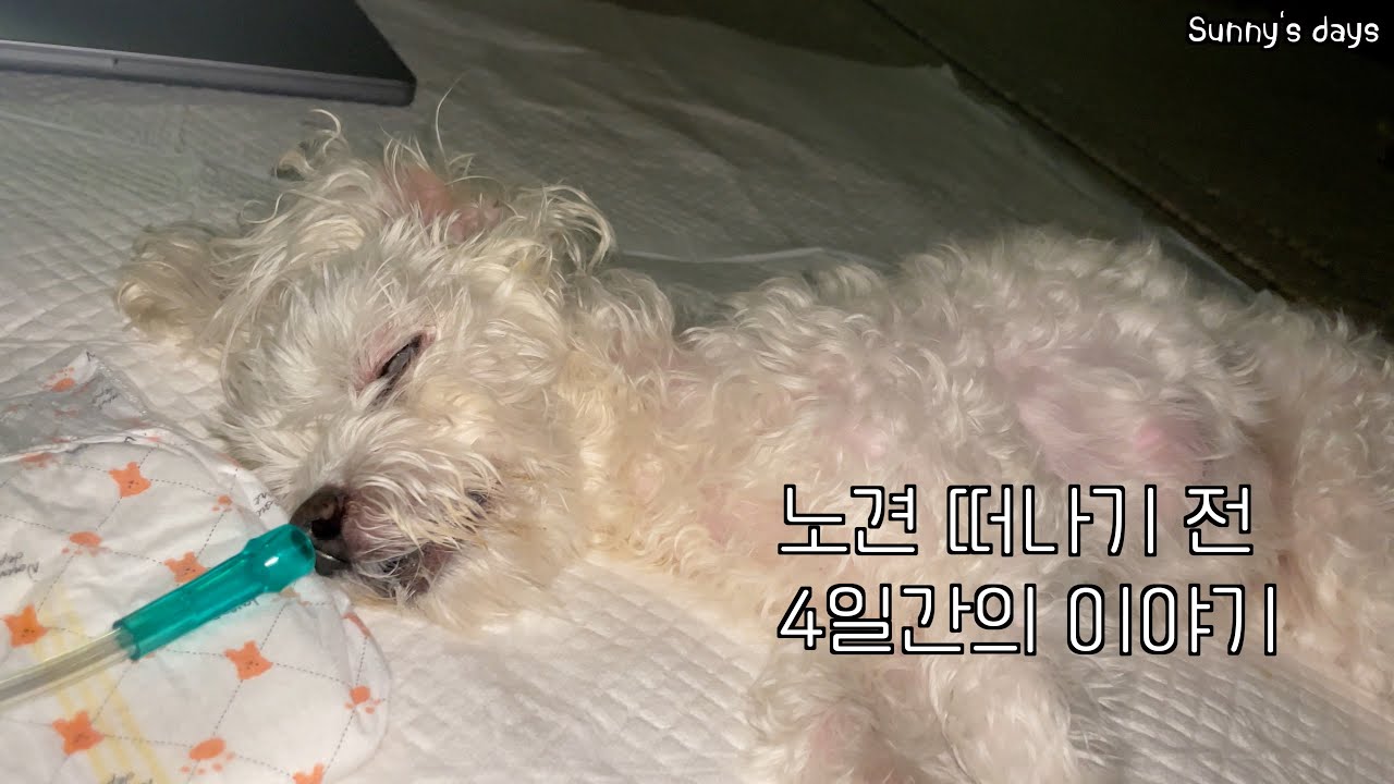 2023년 여름 #폐수종 으로 떠나기 전 마지막 시간