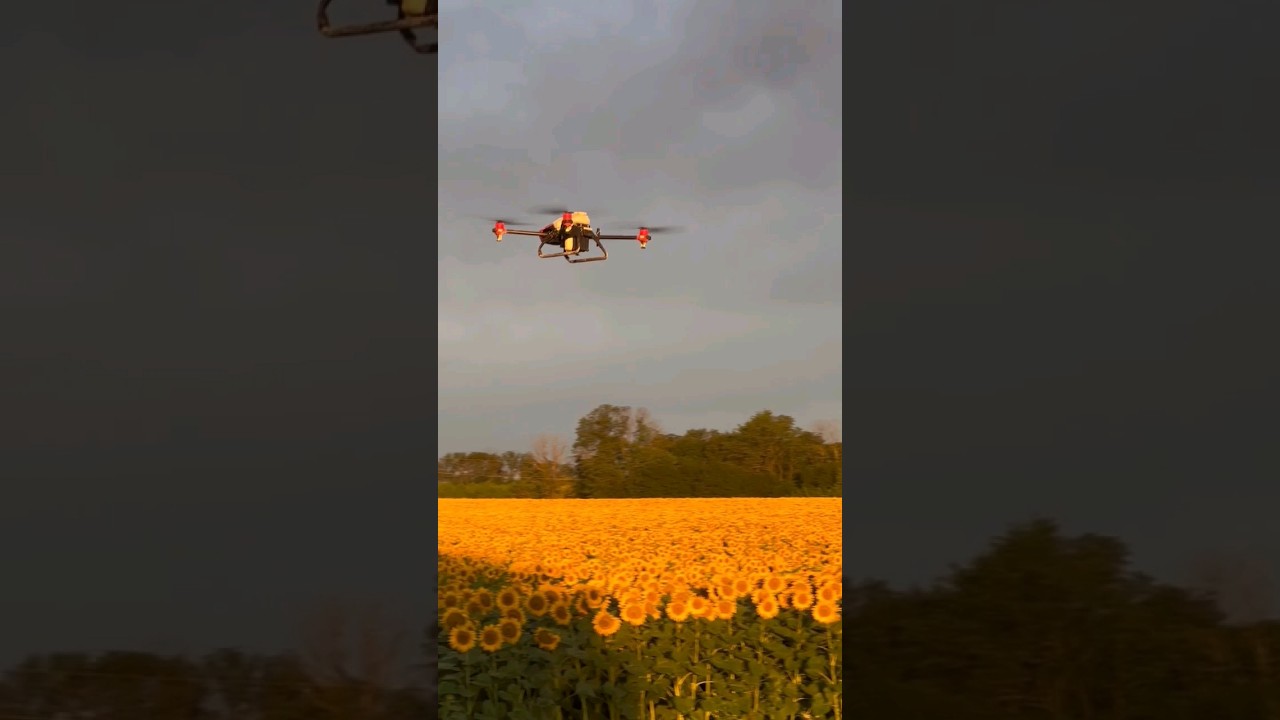 Внесення фунгіциду по соняшнику дронами агродронами 