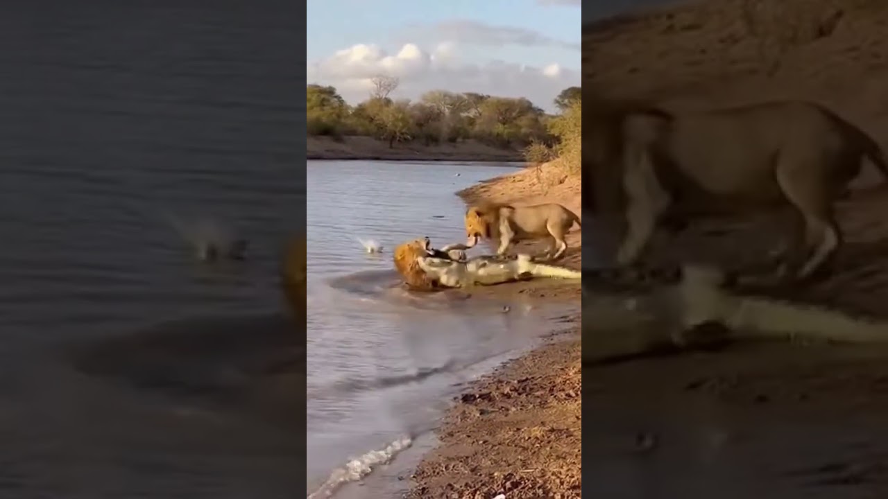 Lion vs Crocodile: Epic Fight Caught on Camera! 😱