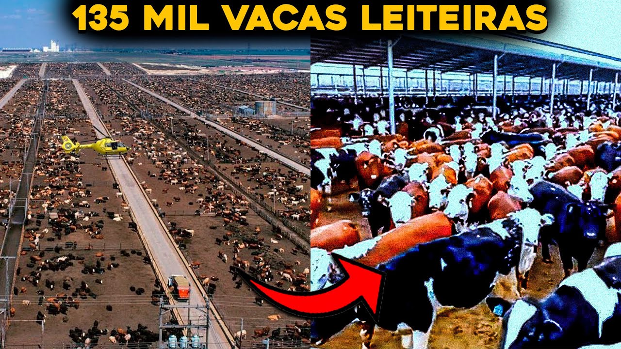 ESSA &Eacute; A MAIOR FAZENDA DE VACAS LEITEIRAS DO MUNDO - 9 MILH&Otilde;ES DE HECTARES!