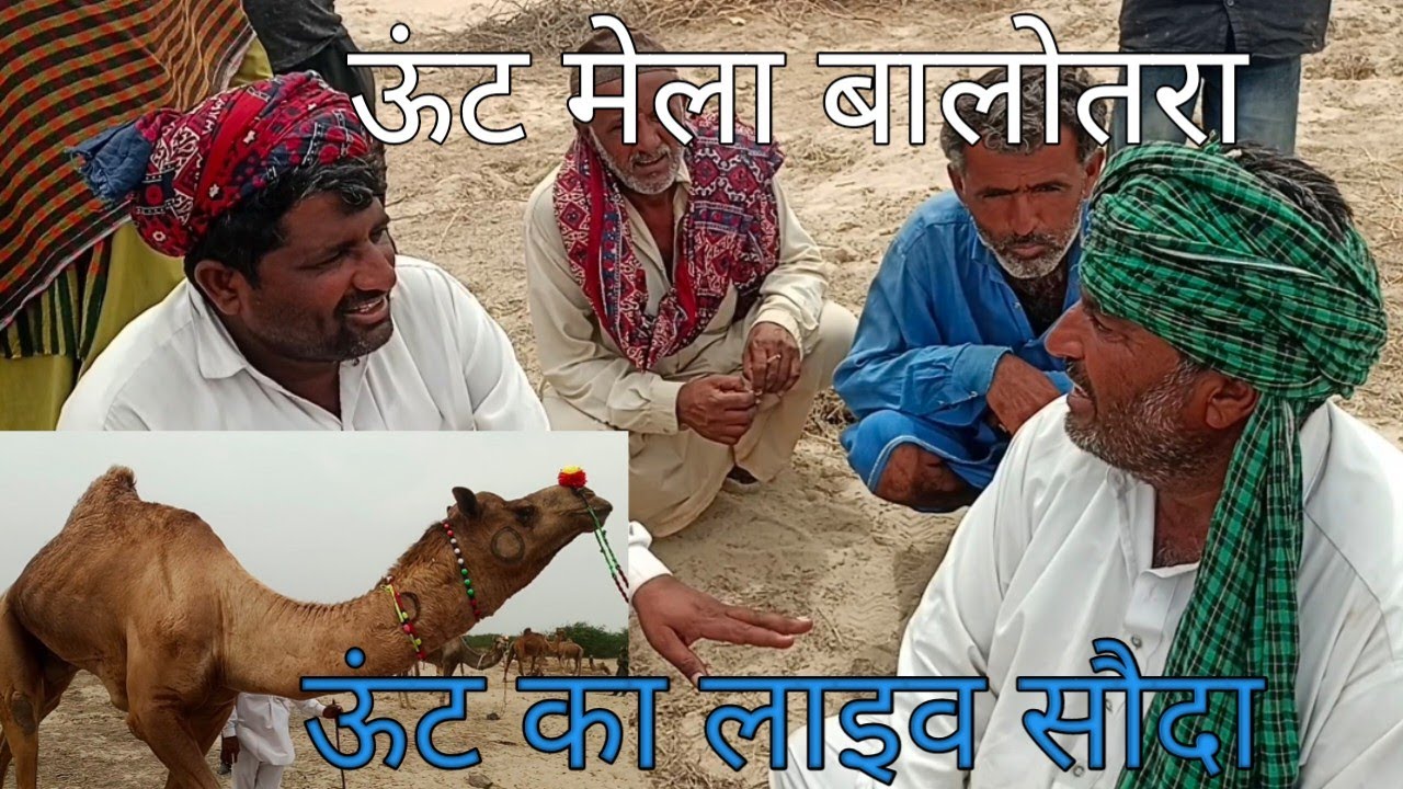 ऊंट का सौदा ऊंट मेला तिलवाड़ा बालोतरा। Camel fair balotra rajsthan #camel #मेला #ऊंट #vlogs #desert