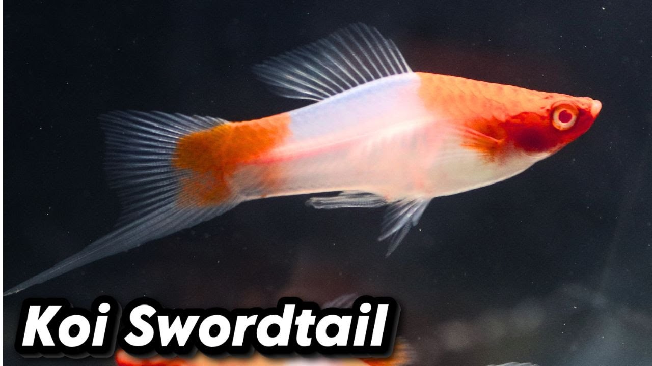 Koi Swordtail Fish Care Guide – Perfect Community Fish!