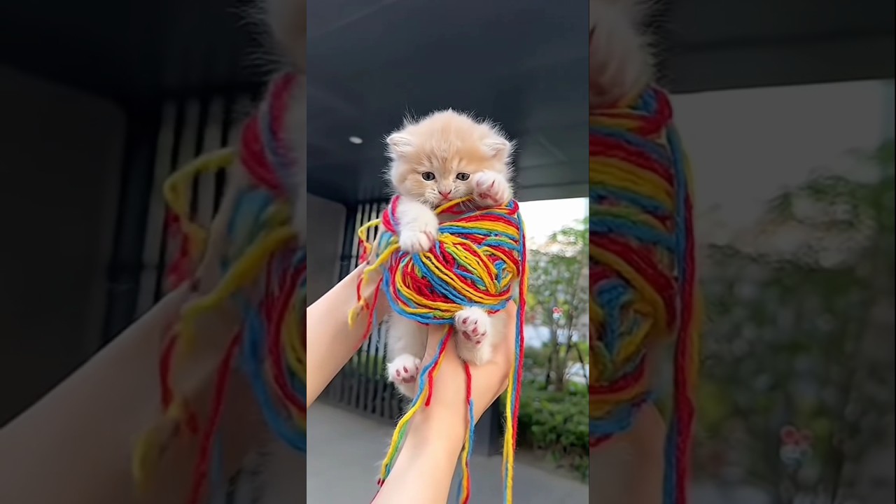 kittien gets wrapped in a multicolod yarm ball ..