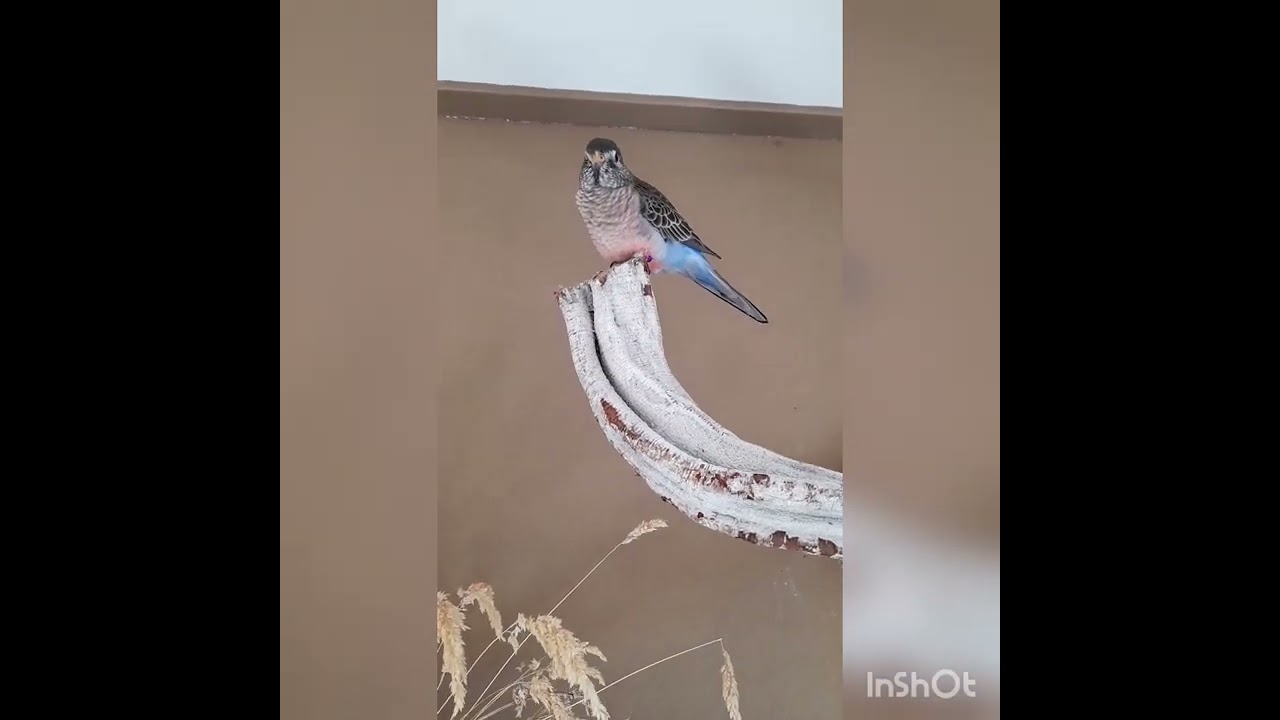bourke parakeet sounds/singing 15 minutes + video's (Mingo and Dahlia)
