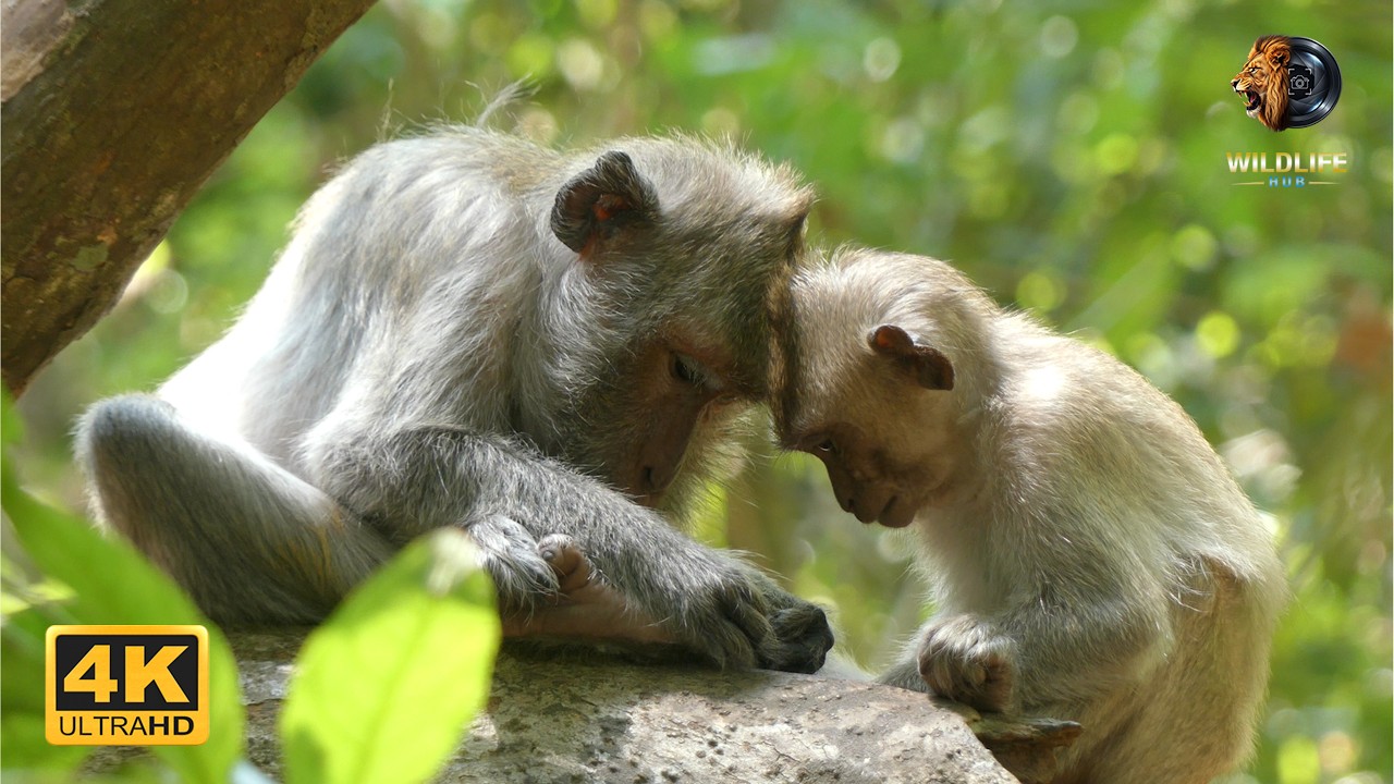 Adorable Moment: Jade and Javor Baby Monkeys Request Milk from Mom 🍼🐒 | Natural Life of Animals