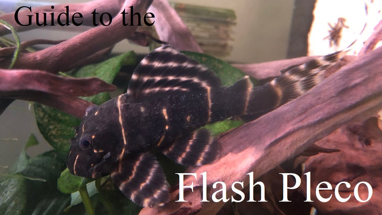 A guide to the Flash Pleco - Panaqolus albivermis 'L204'