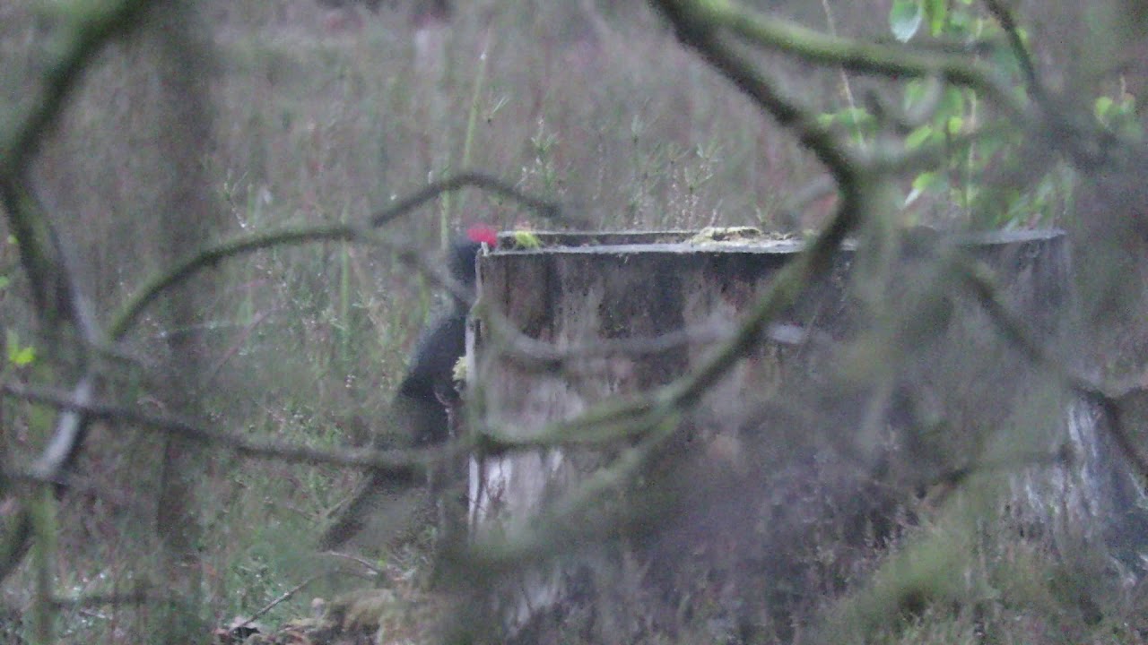 Zwarte specht, fouragerend in de Schrieken in Beerse