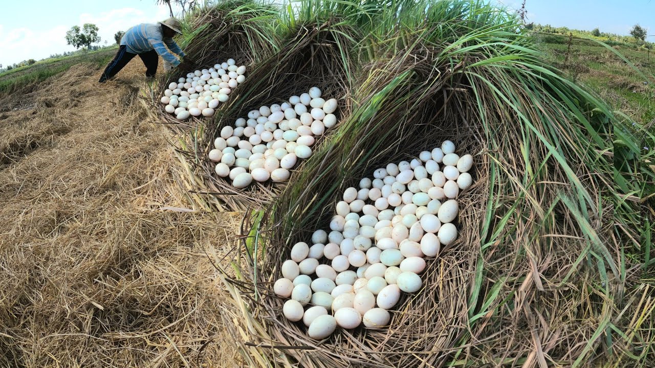 Best hand fishing  ! Picking duck eggs from the lemongrass stalks in the rice fields is a lot.