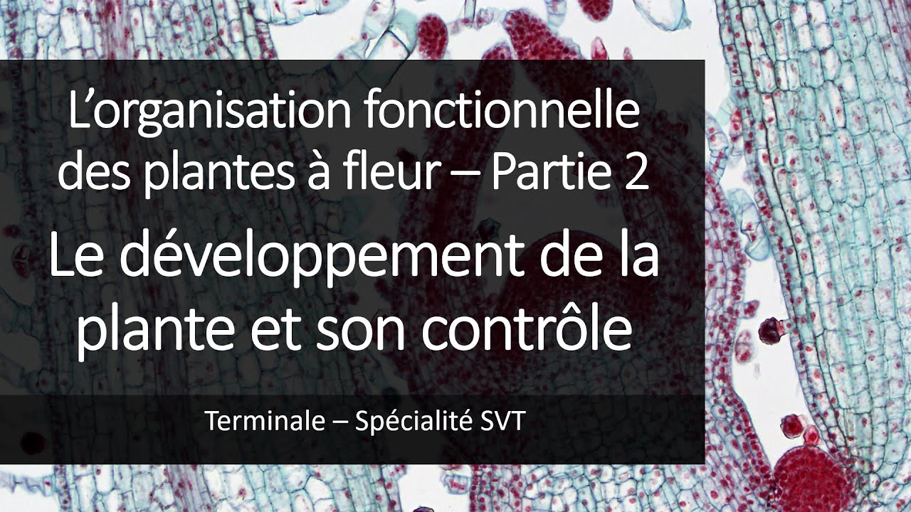 Cours Spé SVT Terminale - Organisation des plantes 2 - Le développement des plantes
