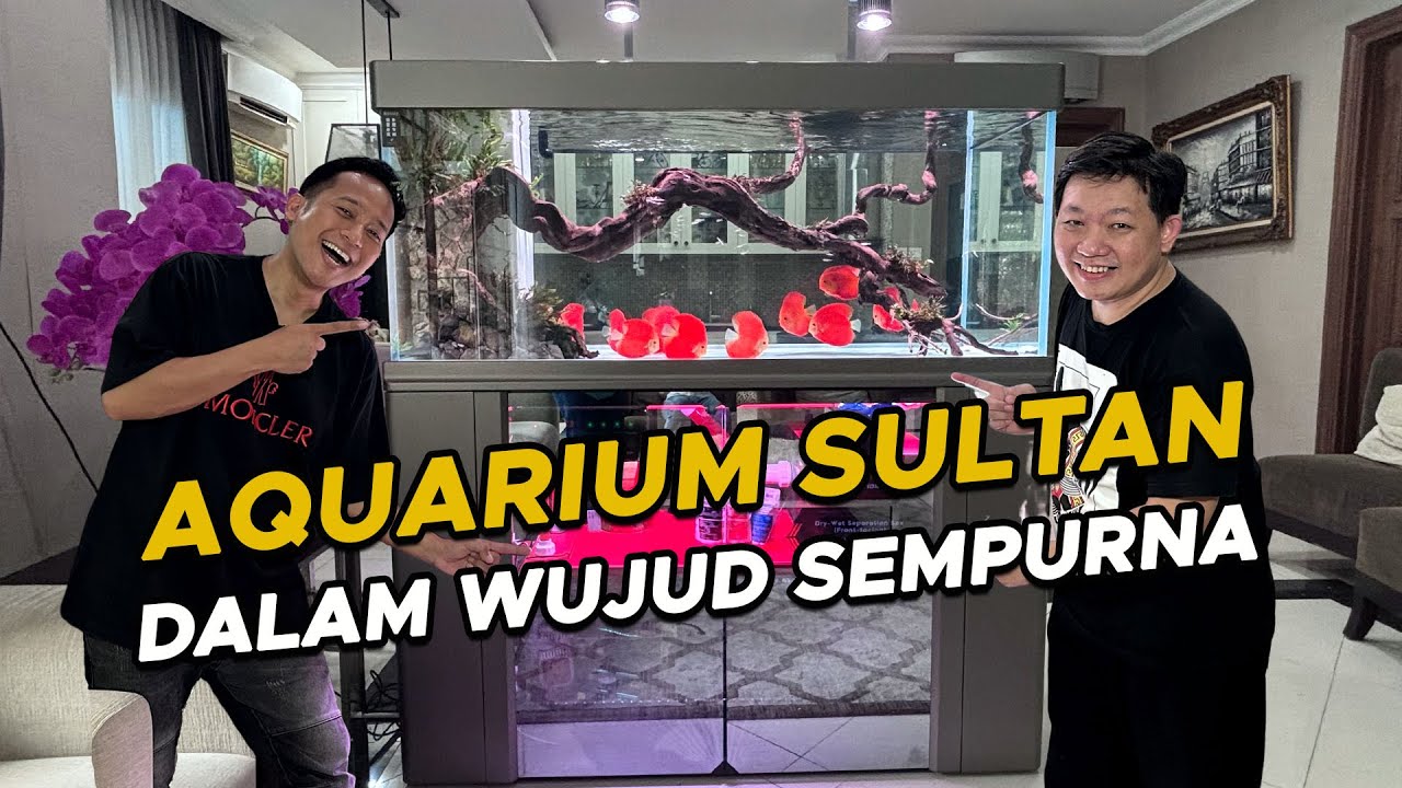 AQUARIUM SULTAN @dennycagurtv2025  JADI KEREN PARAH ‼ SCAPING MEWAH + IKAN MAHAL@HendraGandhiMD