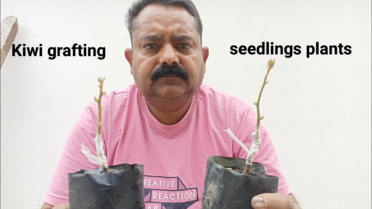 Kiwi seedlings plants grafting. How to graft seedlings plants.