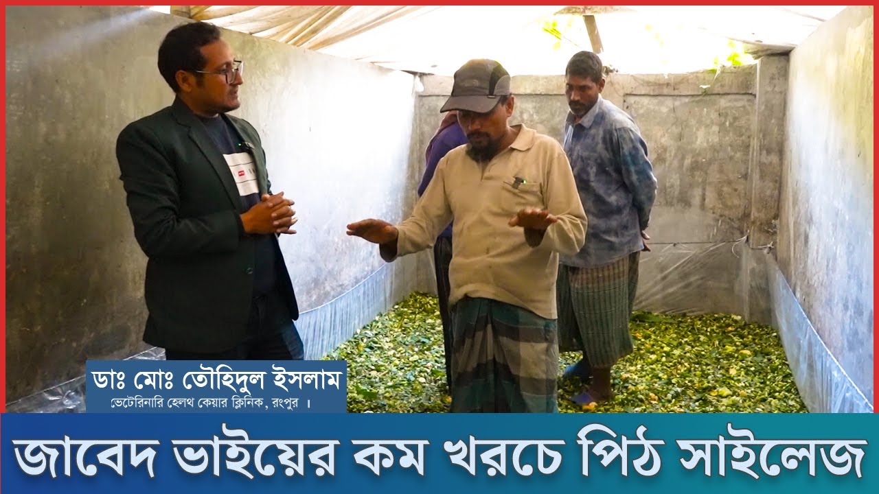 কম খরচে সাইলেজ | কম খরচে জাবেদ ভাইয়ের পিট সাইলেজ | ভুট্টার সাইলেজ তৈরি | Dr.Touhidul Islam