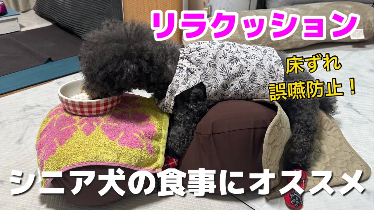 第284話【リラクッション】立てない老犬におすすめ！最高の介護用品リラクッション！／老犬介護#シニア犬#老犬