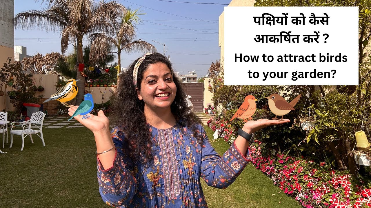 Attract birds to your garden | चिड़ियों को बुला ने के लिए क्या करना है #birdlovers #gardening