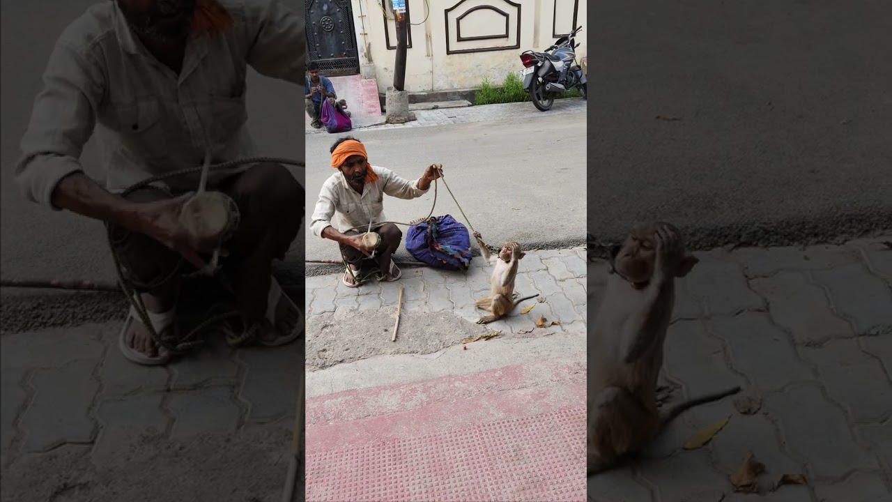 Monkey dance 