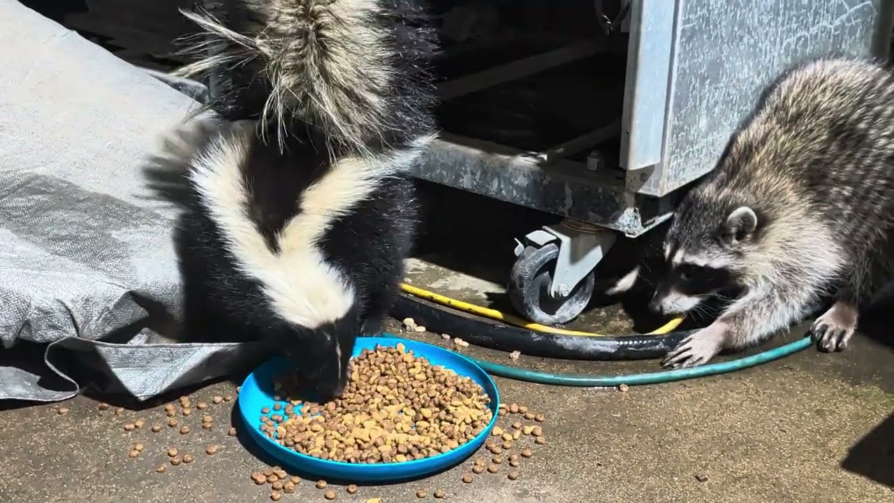 Skunk and Raccoon 