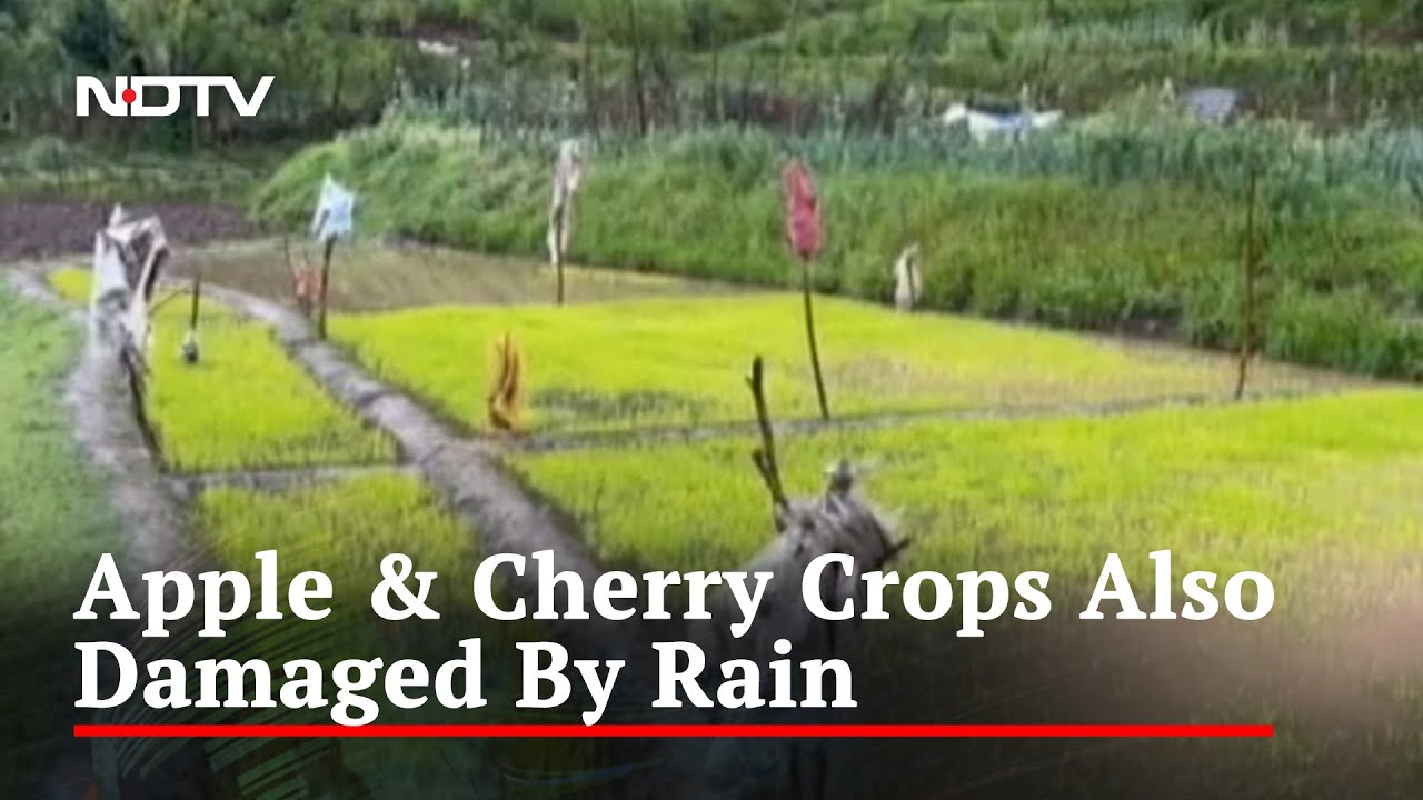Cold Wave, Rain, Hailstorm Hits Rice, Apple Crop In Kashmir