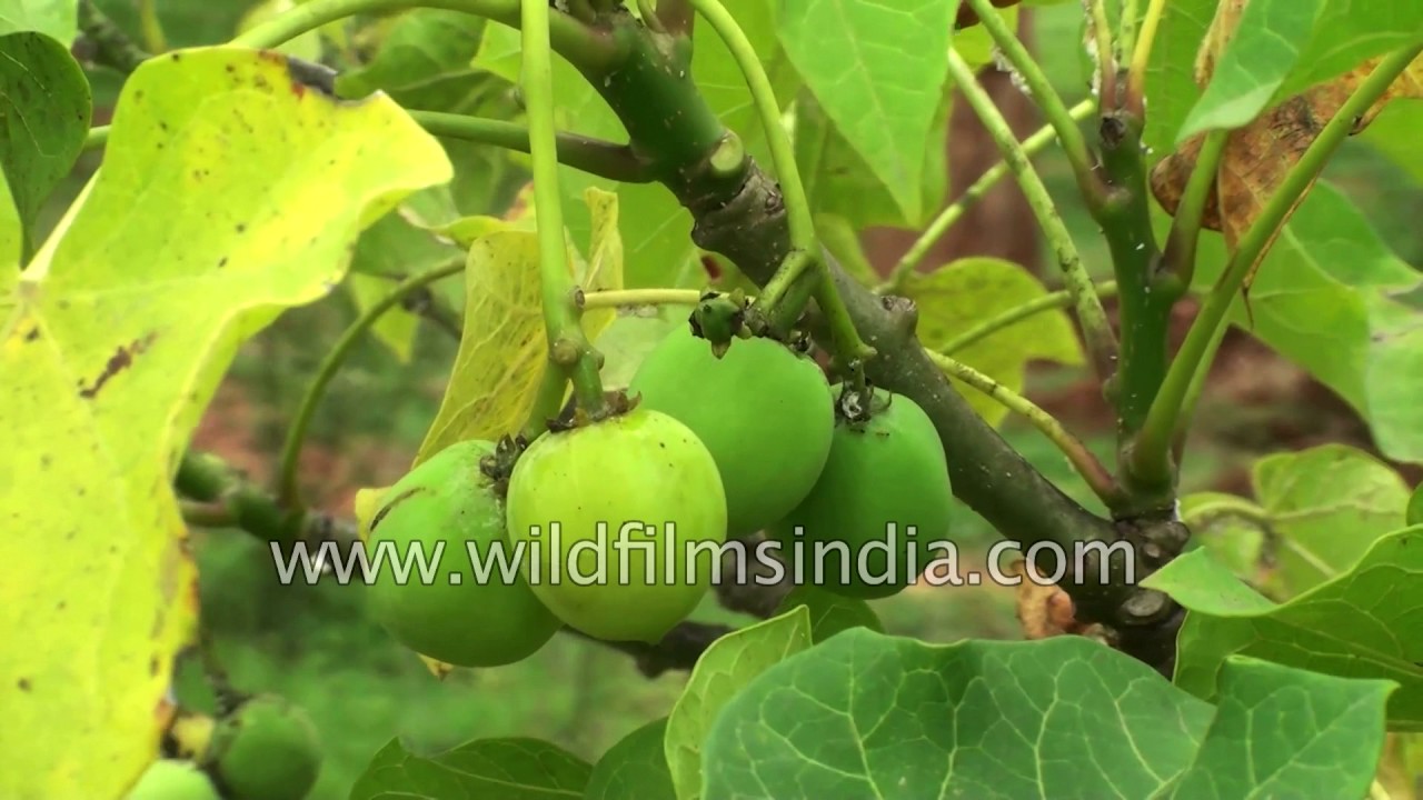 Jatropha curcas - cultivable hope for future biodiesel products