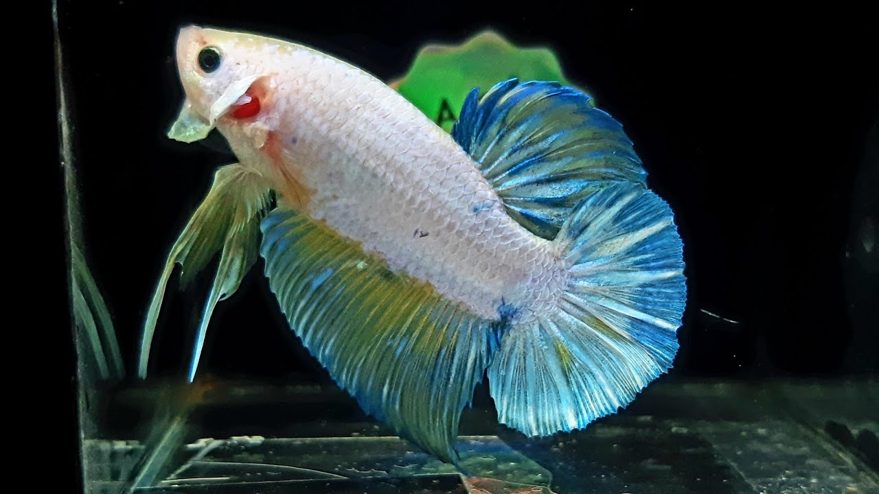 HMPK gigant