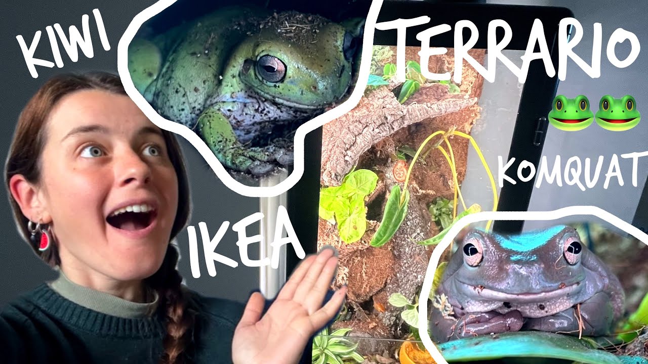 TERRARIO per le RANE🐸da una VETRINA IKEA?!DIY