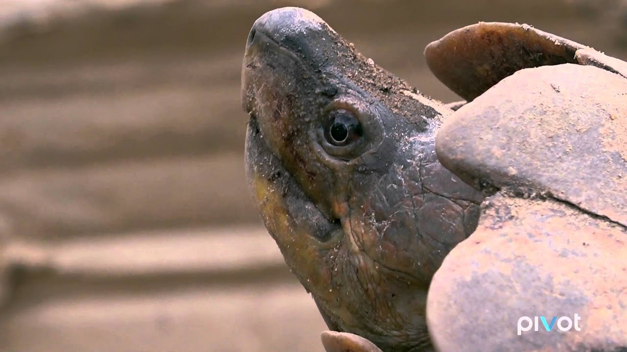 Behind the Issue: The Endangered Palawan Forest Turtle ('The Operatives')