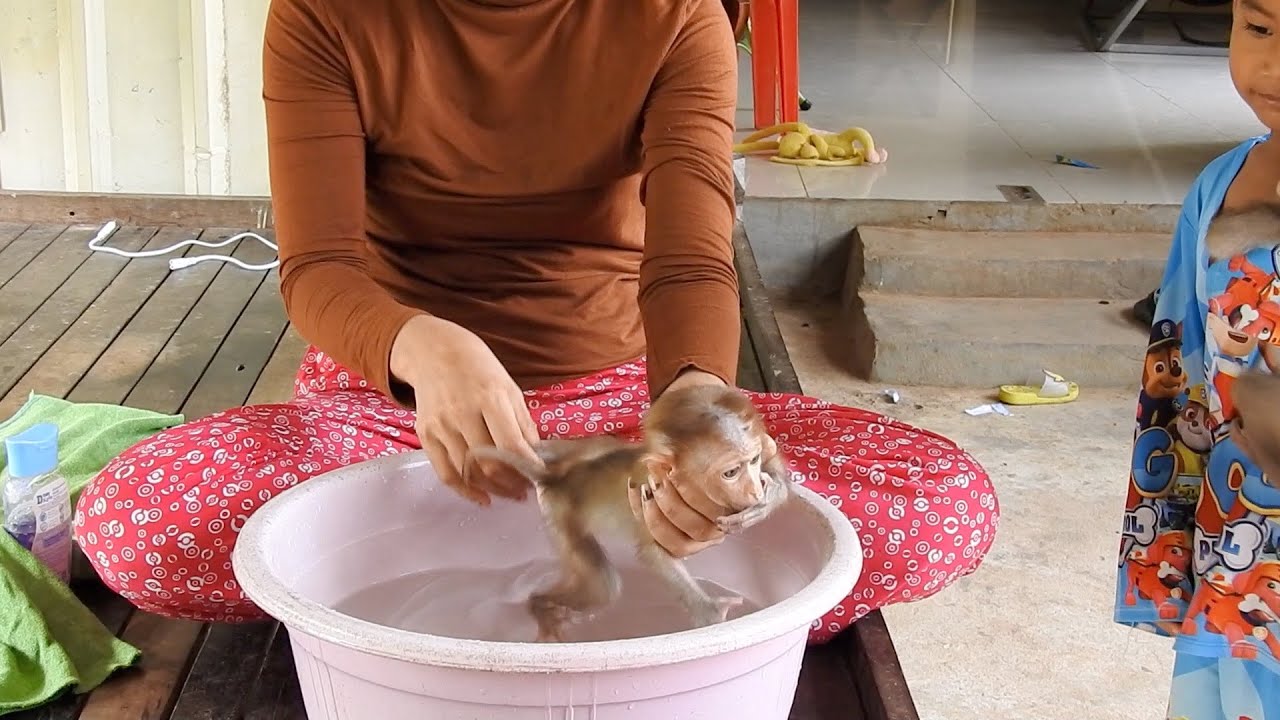 Adorable Monkey  Bo da cute take a shower and Hugging very lovely mother
