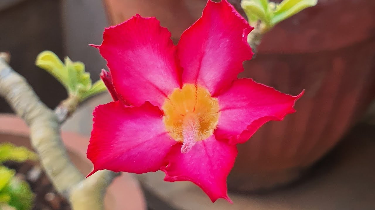 Top 5 Adenium Tips | Get Your Adeniums to Bloom, Bloom and Bloom