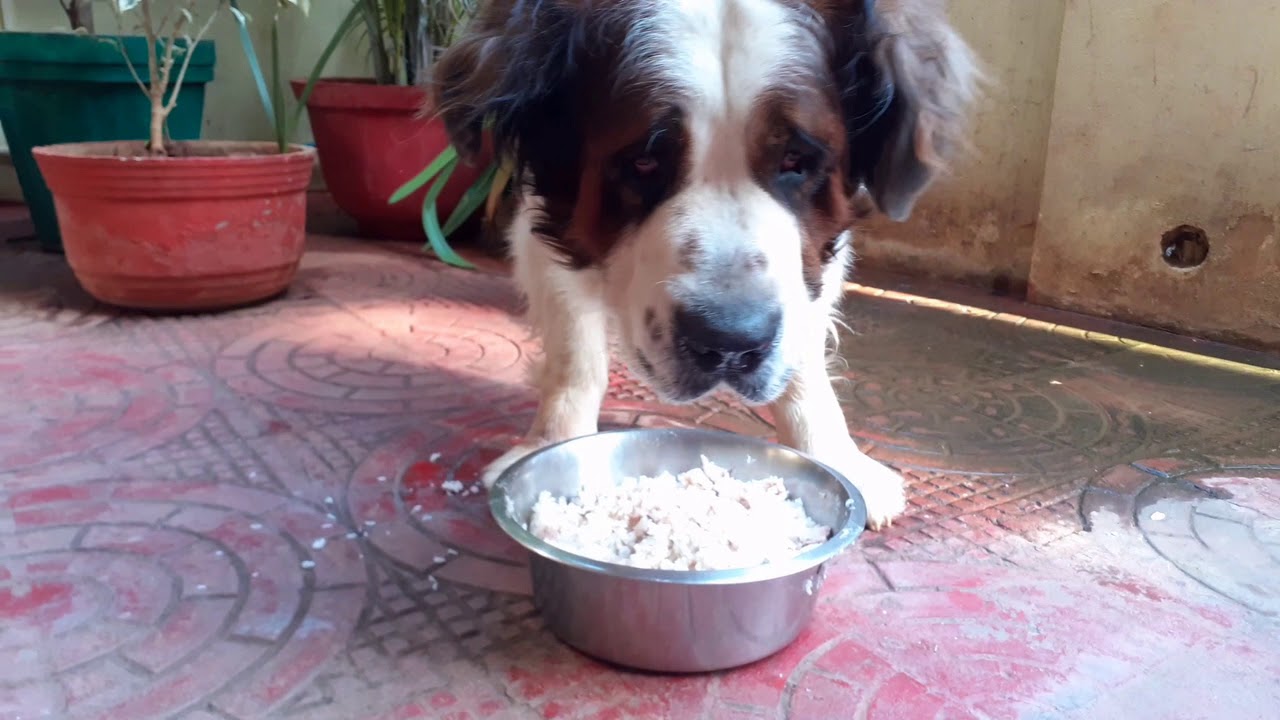 Bruno's One Time Meal (SaintBernard)