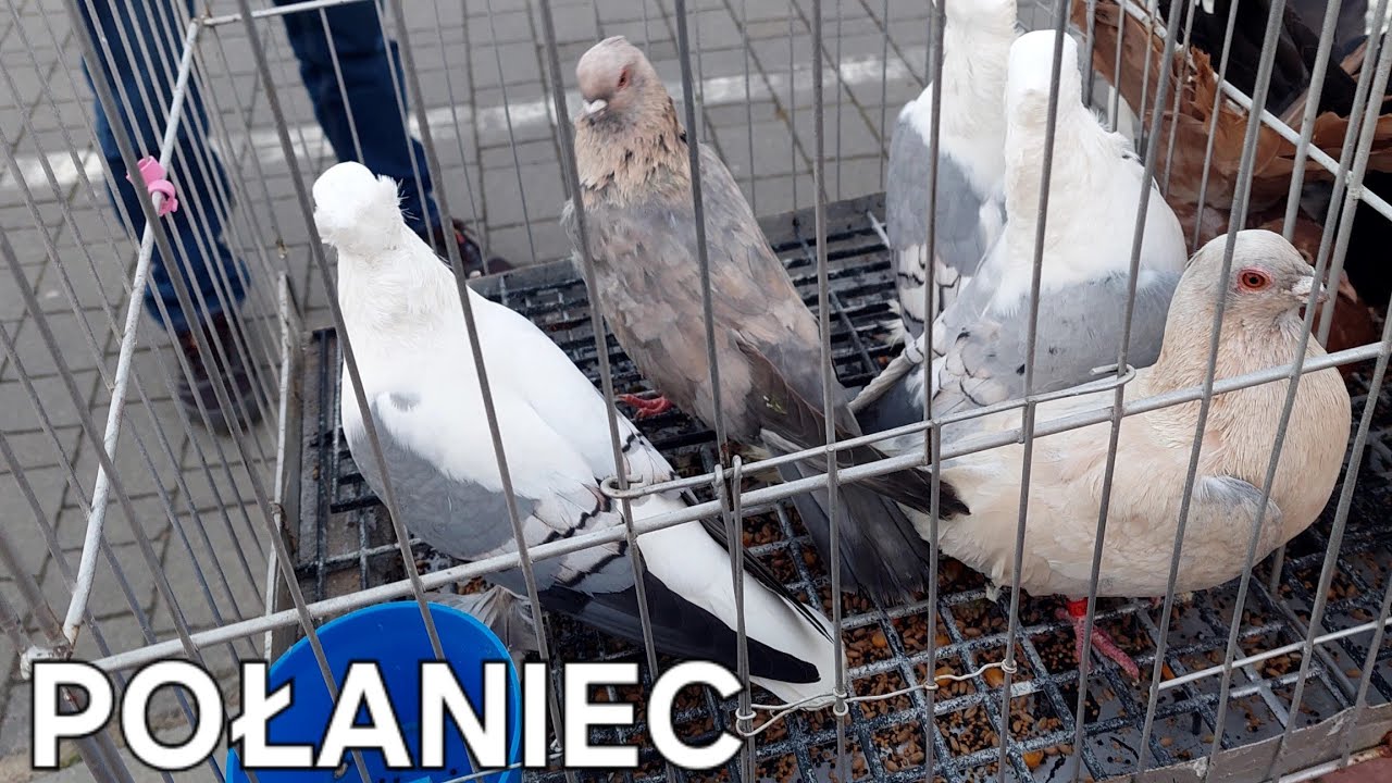 NOWOŚĆ! TARG POŁANIEC👍 28.04.2024 (GOŁĘBIE OZDOBNE, POCZTOWE, KRÓLIKI, KURY KACZKI,GĘSI....) CZĘŚĆ 1