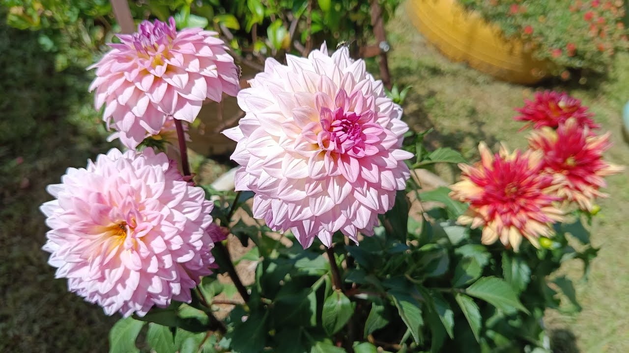 Comprei flores nova, meu jardim ficou ainda mais florido! + Replante.
