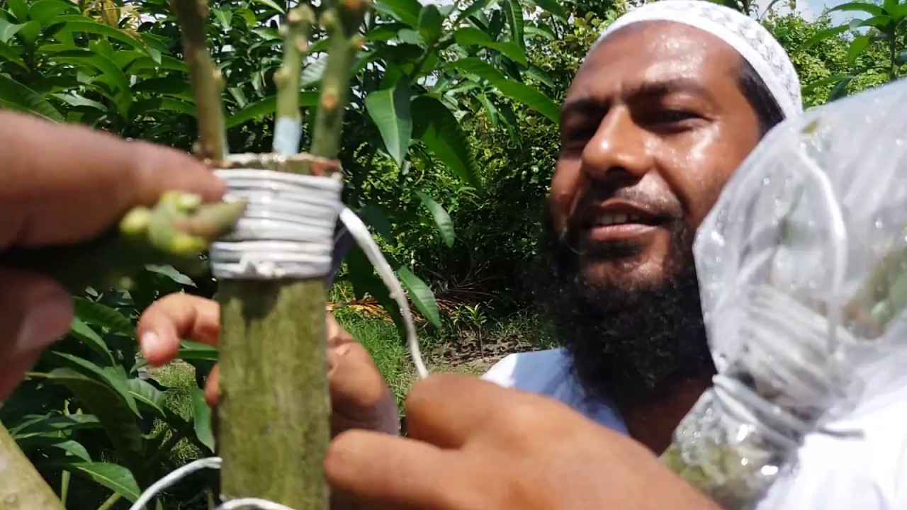 Bark Grafting of Mango | আমের বার্ক গ্রাফ্টিং