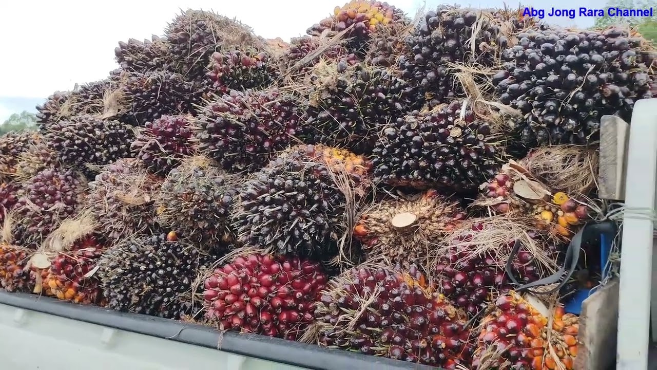Salam Tandan Berduri ..Hasil diluar jangka...Ditemani gass dari Seberang/ Sambas Indonesia...