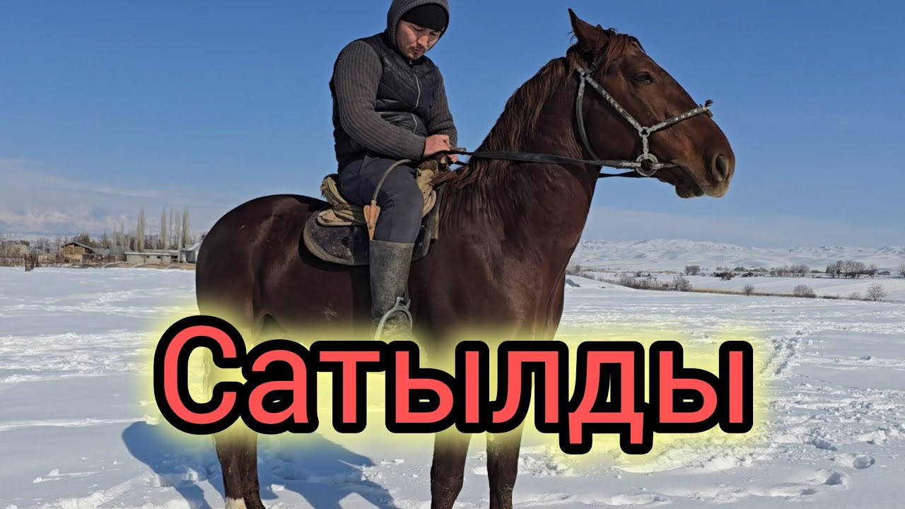 Бугун 25 январь  2026 жаңы асый чыкма сатылат #horse #атбазар #rek #продажалошадей 