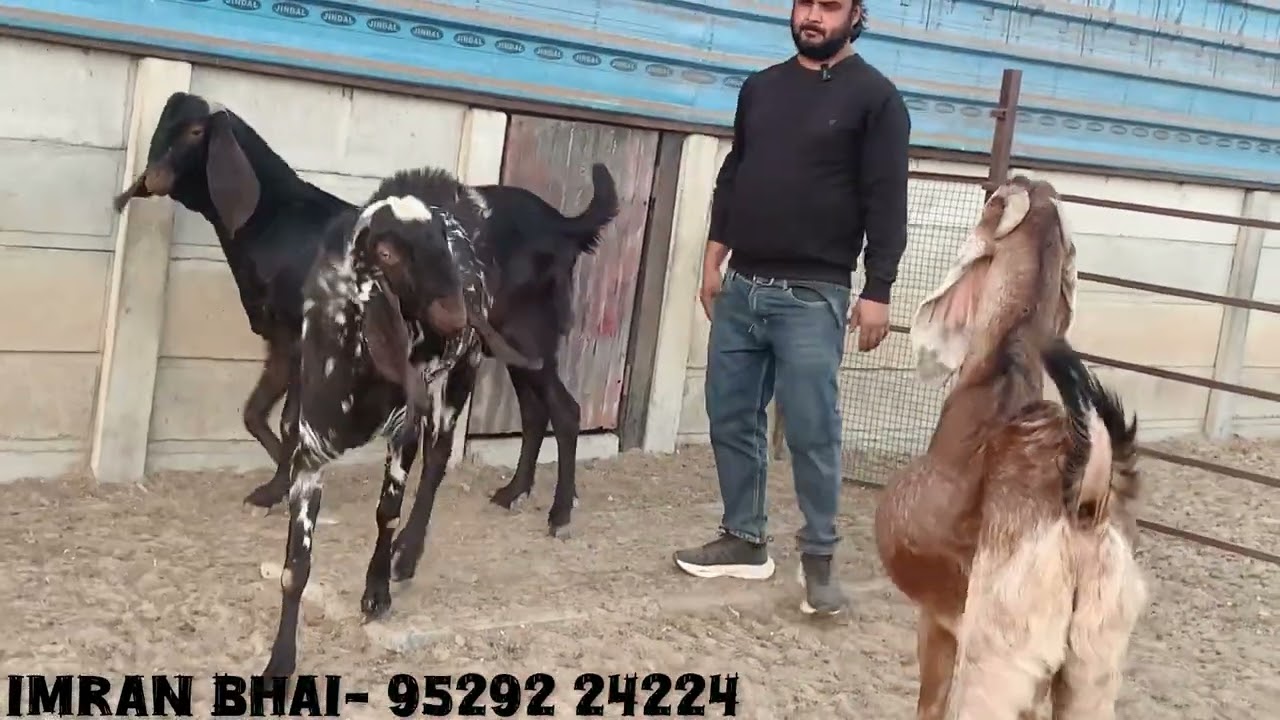 Biggest Beetal Goats at FK Goat Farm #goatfarming #bakre 
