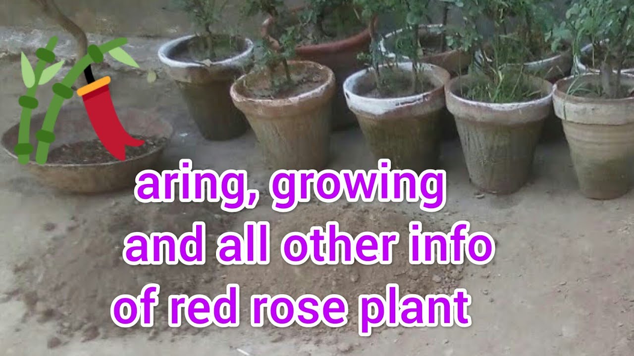 how to care red rose plant