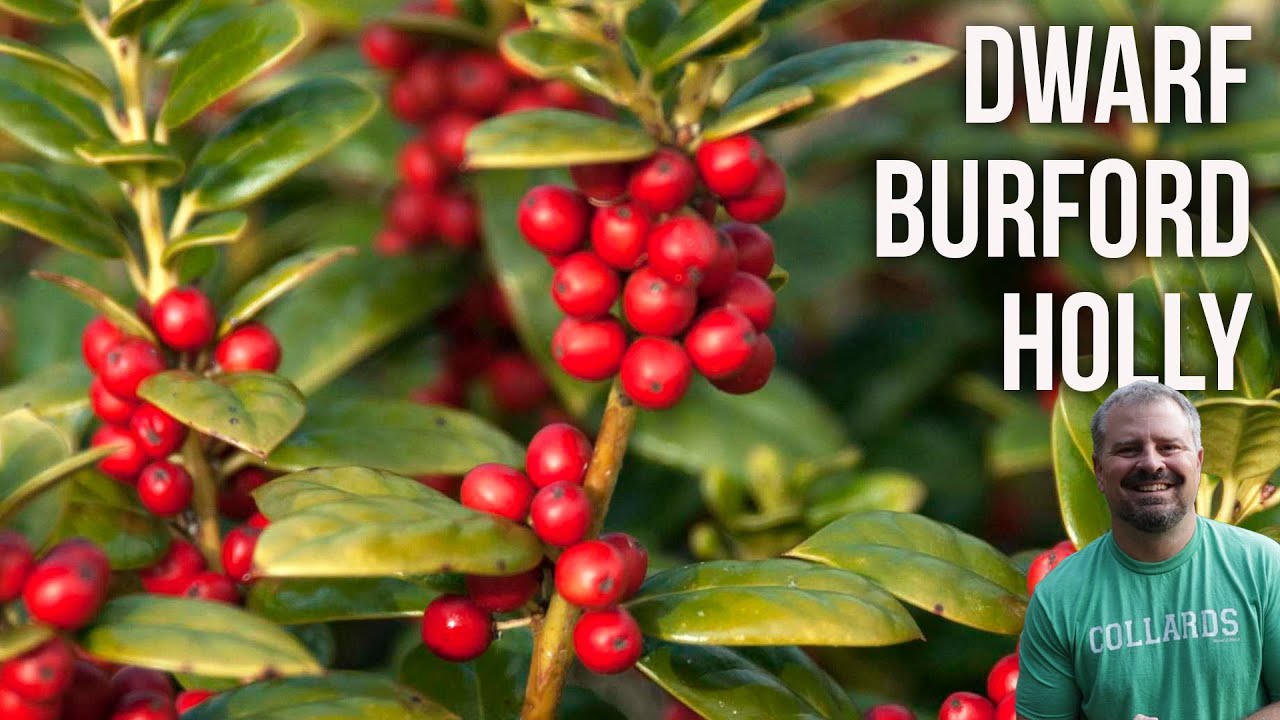 Dwarf Burford Holly - Ilex cornuta 'Dwarf Burford'