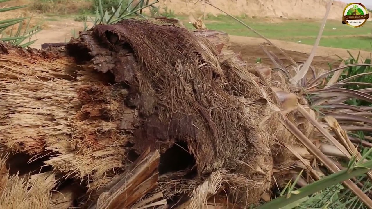 مزرعة باحشوان الانتاجية