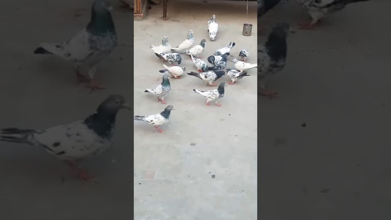 pigeon Lovers 😍❤️ 
