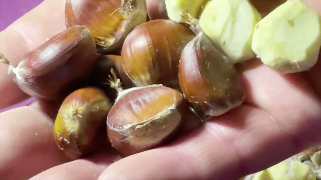 Chestnut peeler DIY cheap and easy add on to your food processor