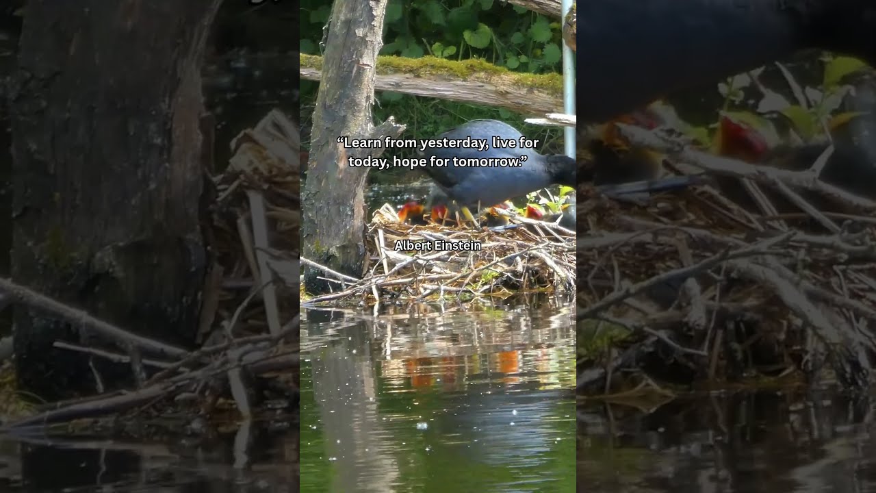 Learn from Yesterday, Live for Today, Hope for Tomorrow 🦆🌿 | Ducks & Chicks in the Nest 🐣