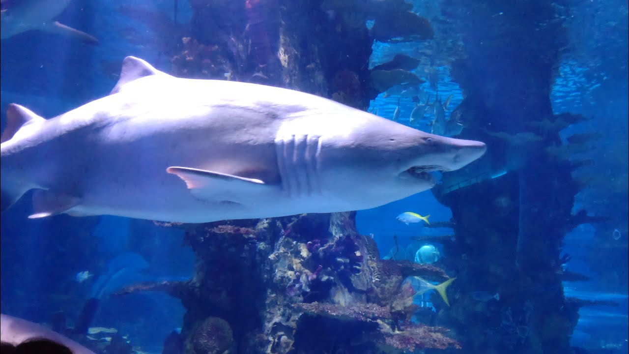 Tropicarium Budapest 2023 június
